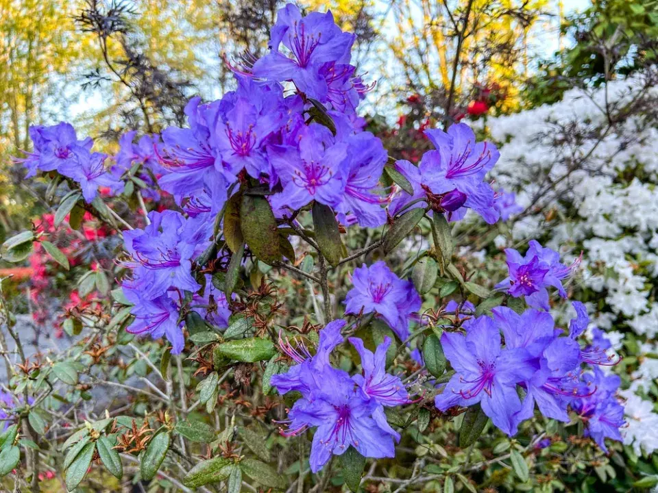  Odrůdy rododendronů v plné kráse: Inspirace pro vaši zahradu