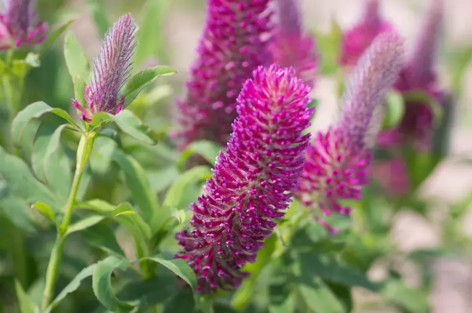 Jetel červenavý (Trifolium rubens) 