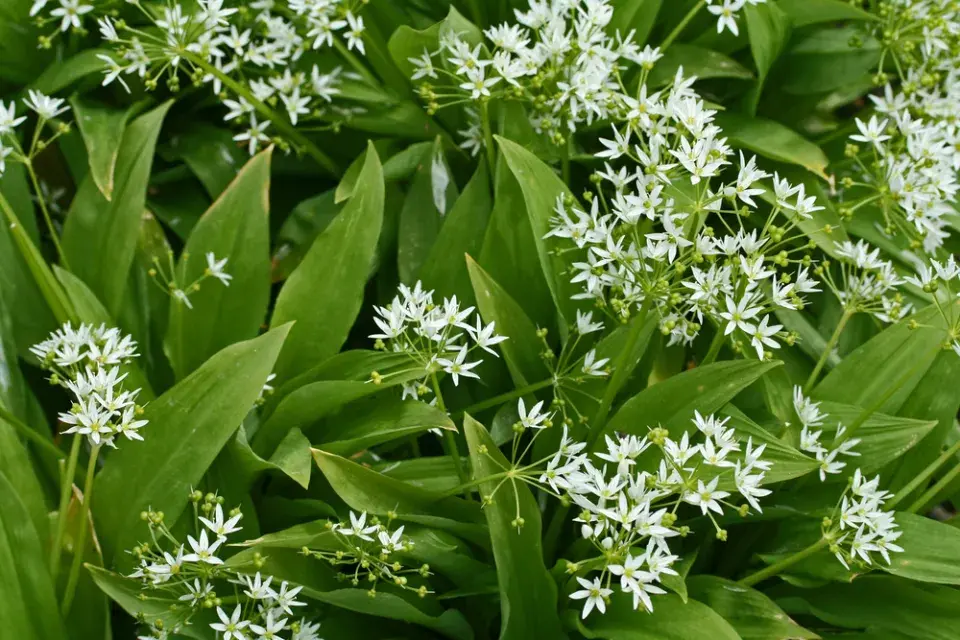 Medvědí česnek (Allium ursinum) 