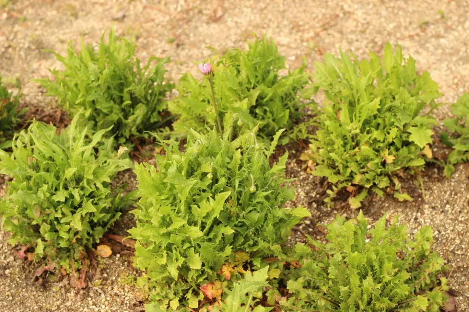 Škarda červená (Crepis rubra) 