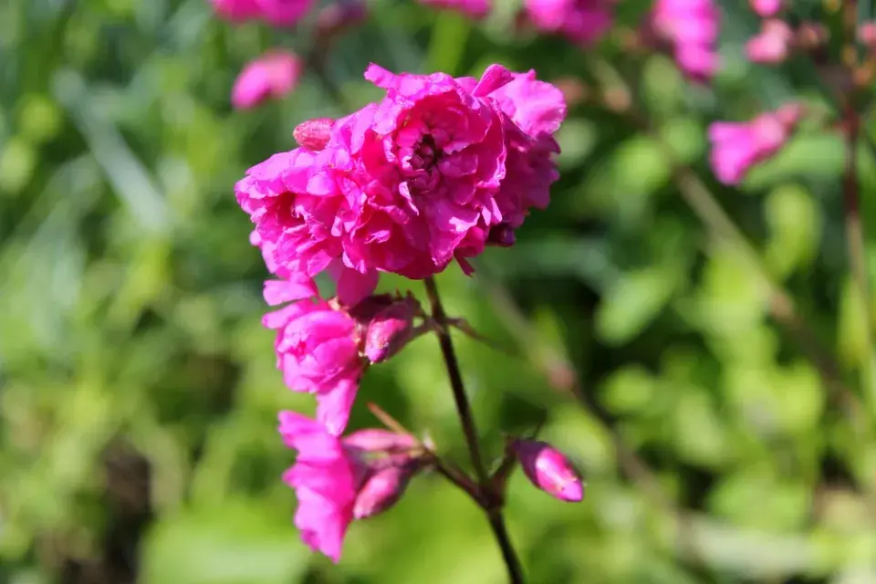 Smolnička obecná (Lychnis viscaria)