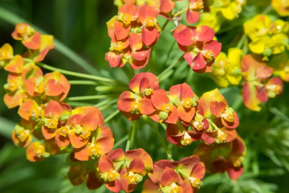 Pryšec chvojka (Euphorbia cyparissias)
