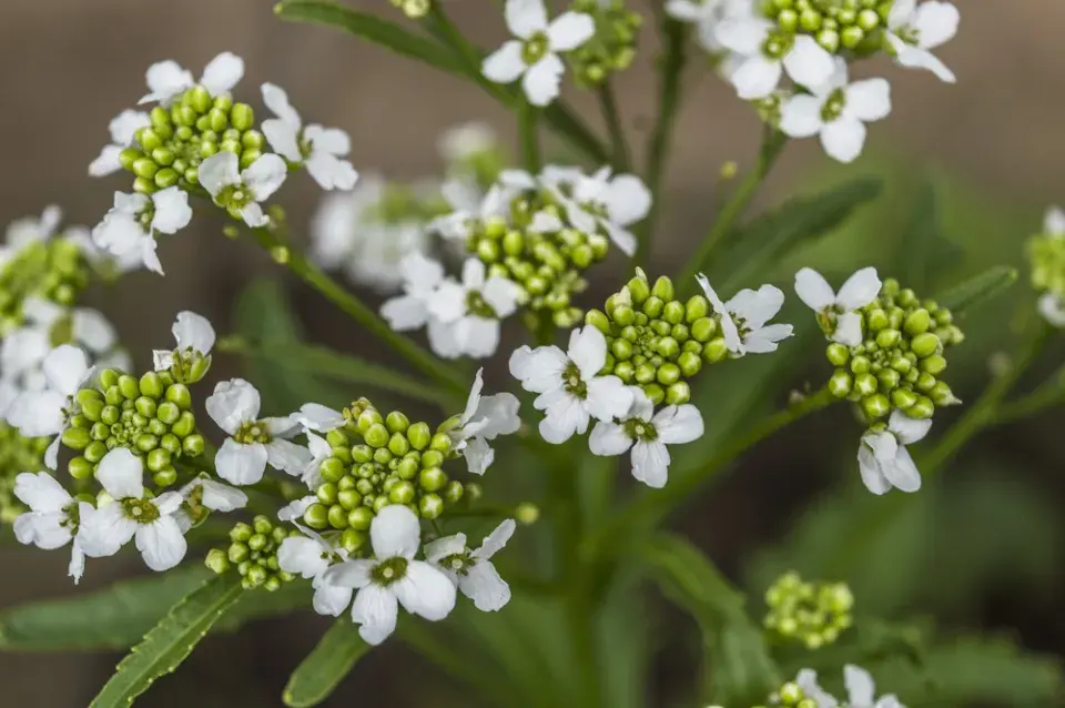 Co vysadit k bramborám