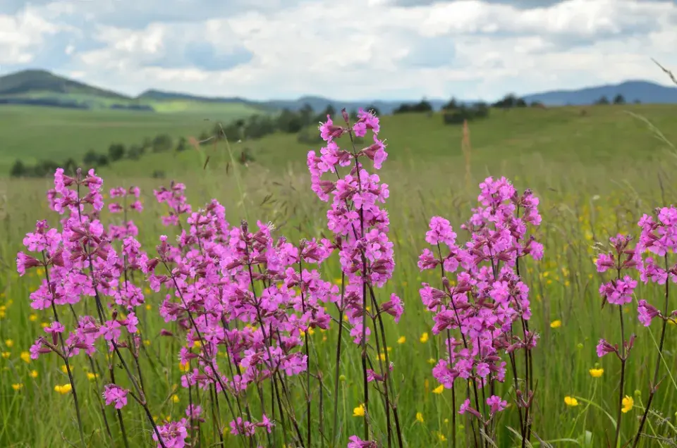 Smolnička obecná (Lychnis viscaria)