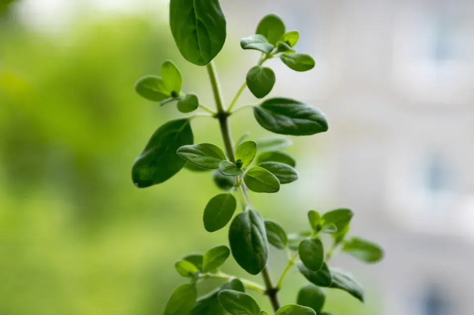 Majoránka zahradní