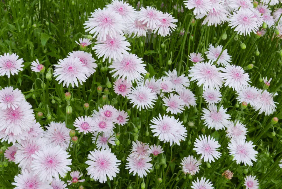 Škarda červená (Crepis rubra) 