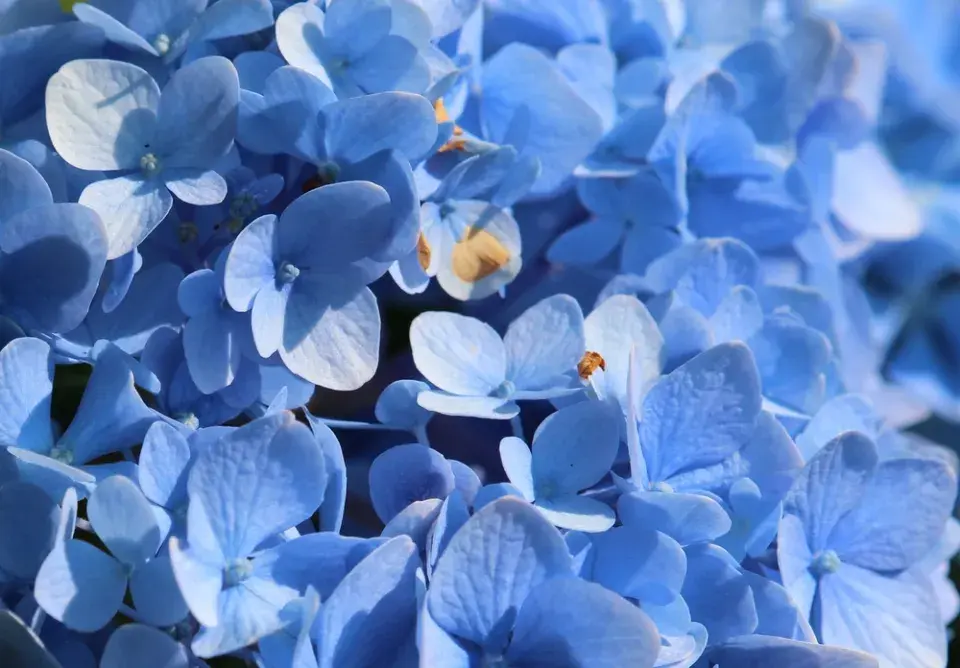 Chcete opravdu modrou hortenzii? Tohle rozhoduje o barvě květů víc než sazenice z obchodu