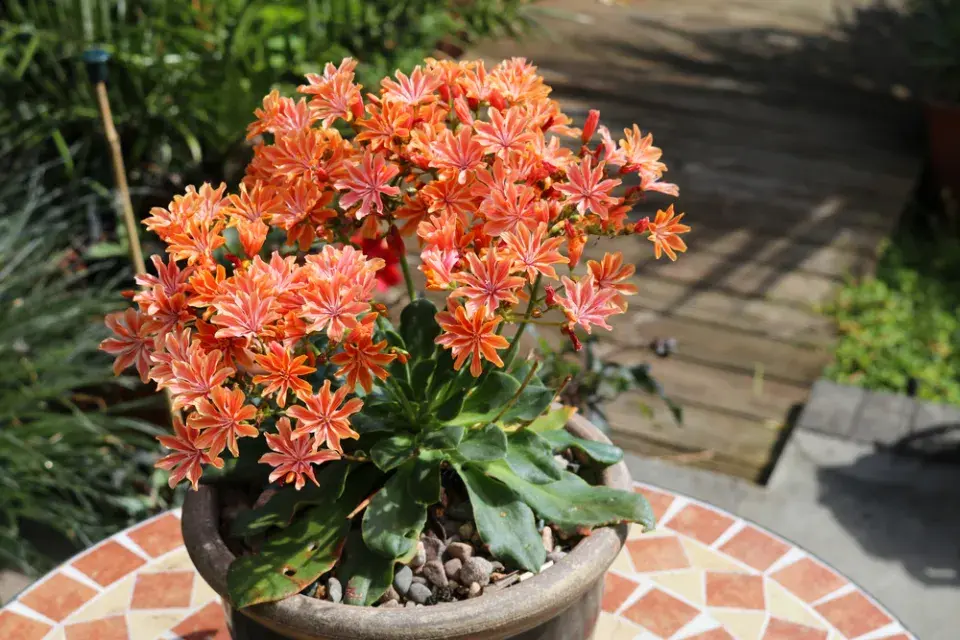 levisie květnatá (Lewisia cotyledon)