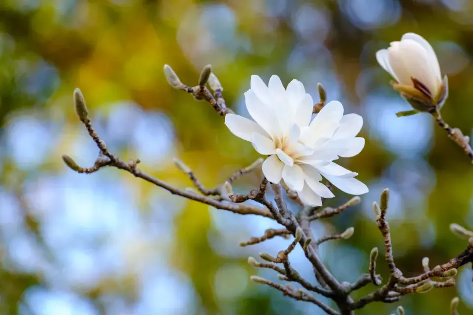 Magnólie hvězdovitá (Magnolia stellata) 