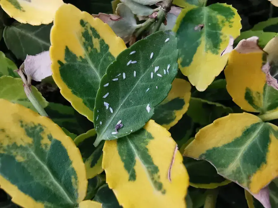 Ochrana ovocných stromů