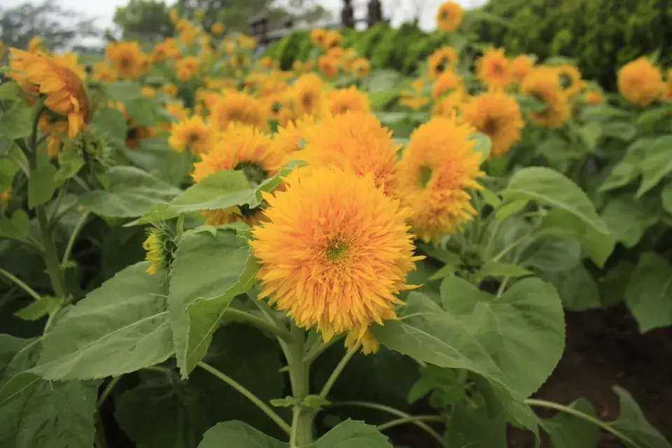 Slunečnice roční (Helianthus annuus)