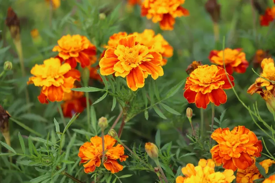 aksamitník neboli afrikán (Tagetes patula) 