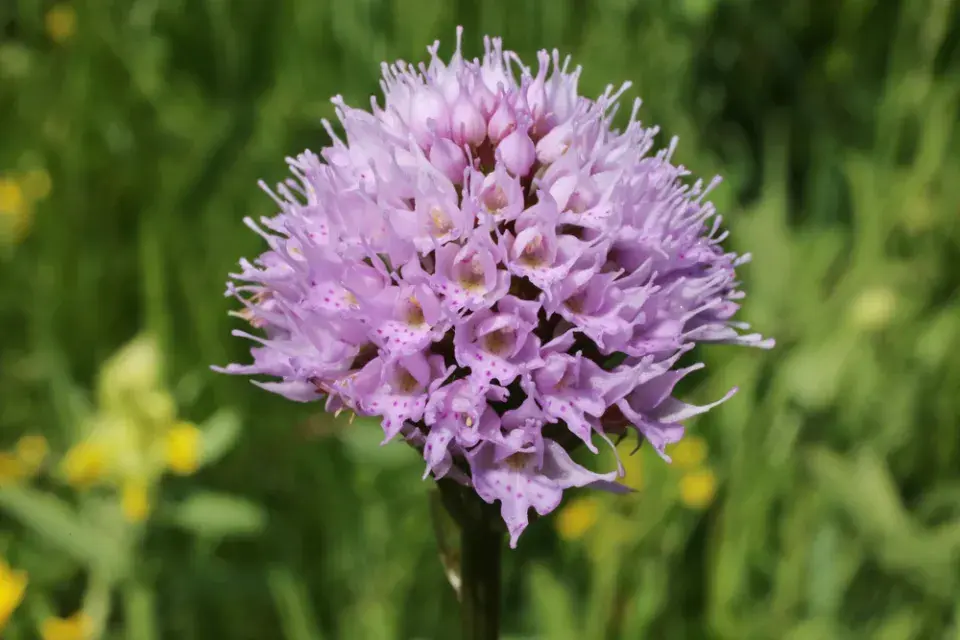 hlaváč, hlaváček, hlavinka