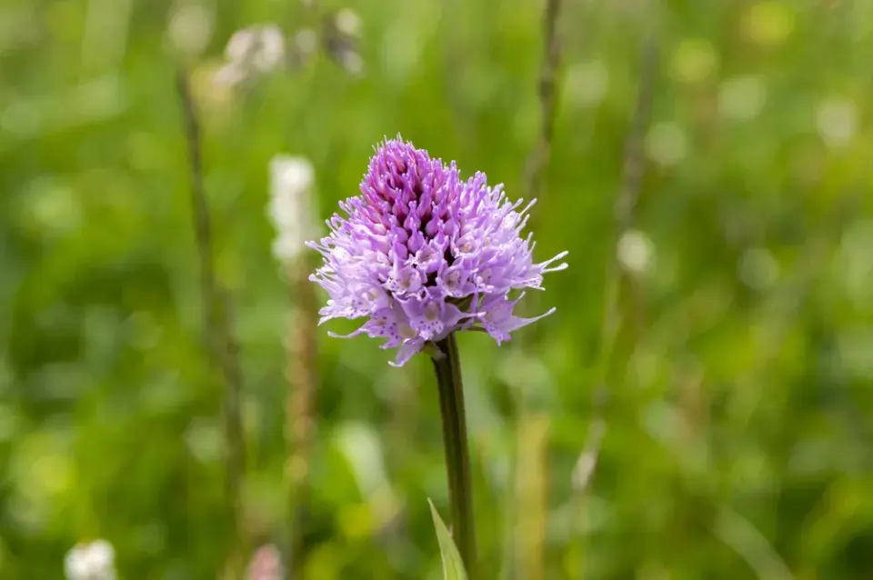 hlaváč, hlaváček, hlavinka