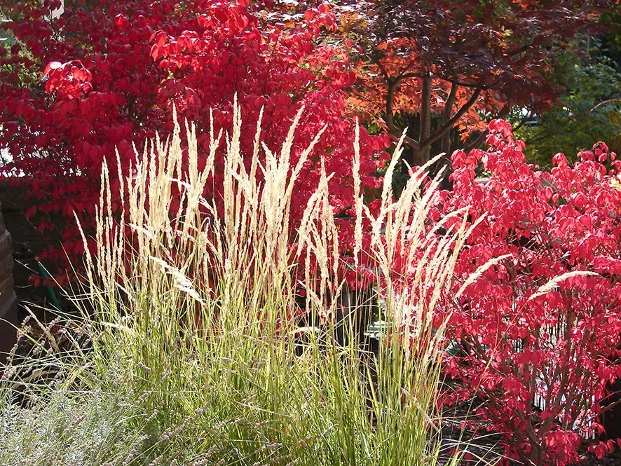 Naše krásná zahrada: květen 2026