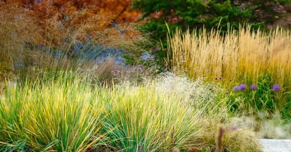 Pěstování růží