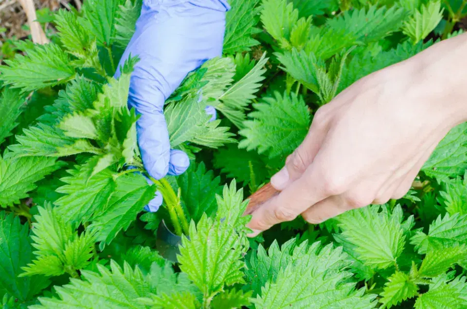 velikonoční hlavička