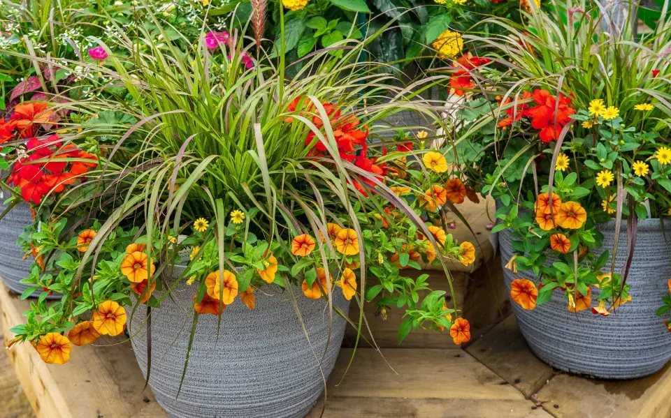 Doplňkové rostliny pro muškáty 