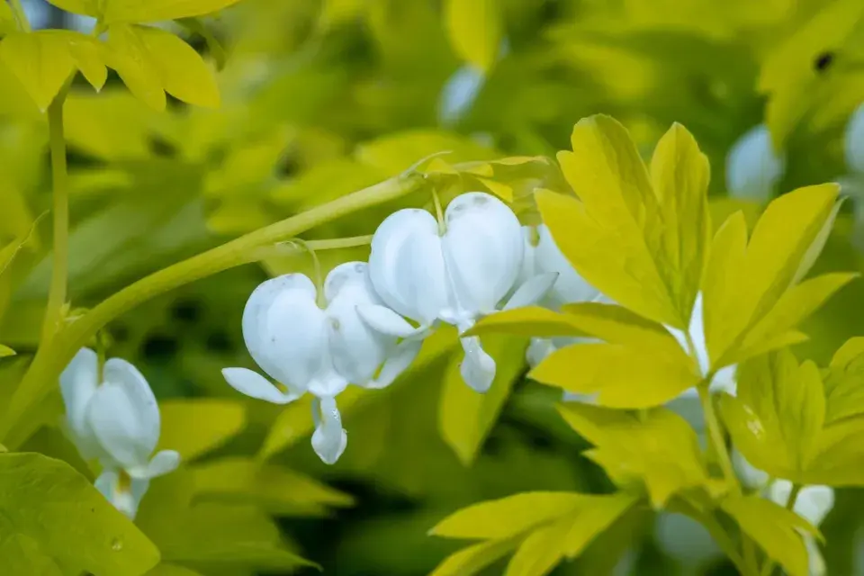 Srdcovka nádherná (Lamprocapnos spectabilis)