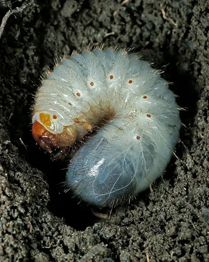 Bílá larva