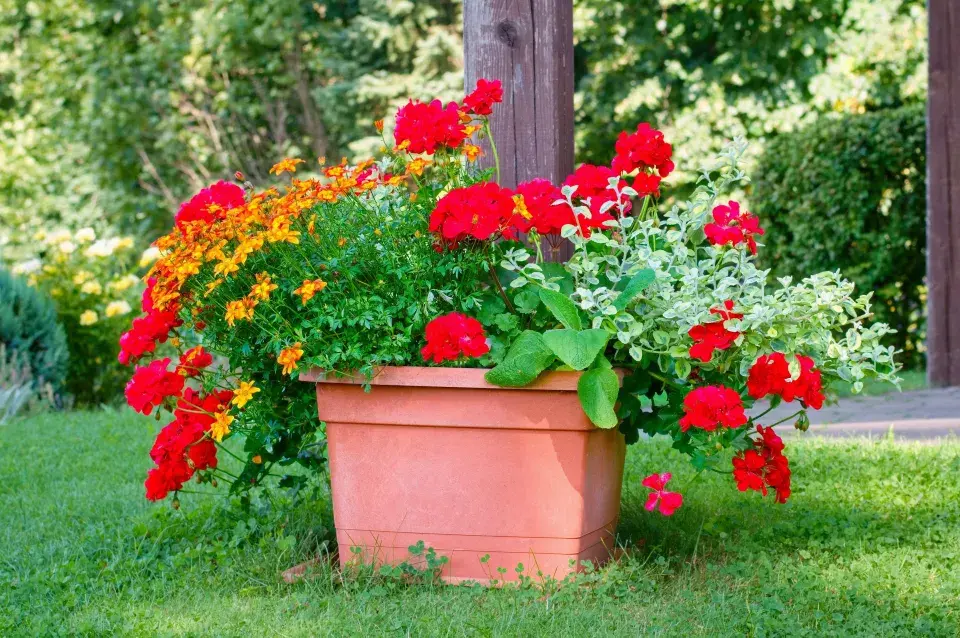 Doplňkové rostliny pro muškáty 