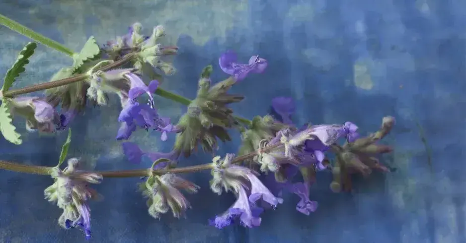 Pěstování růží