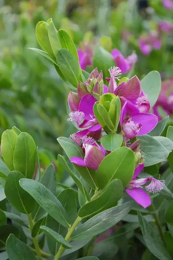 Myrtolistá polygala 