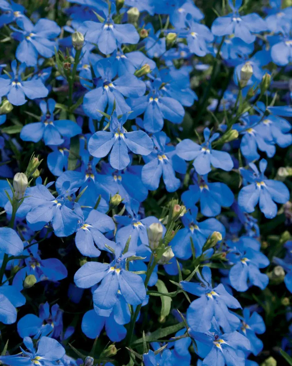 Lobelia erinus 