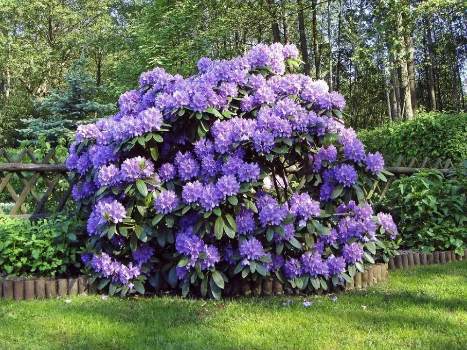Kvetoucí rododendron 