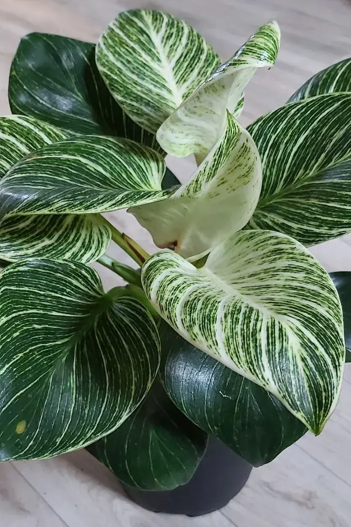 Filodendron