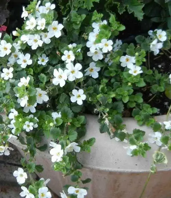 Bacopa 