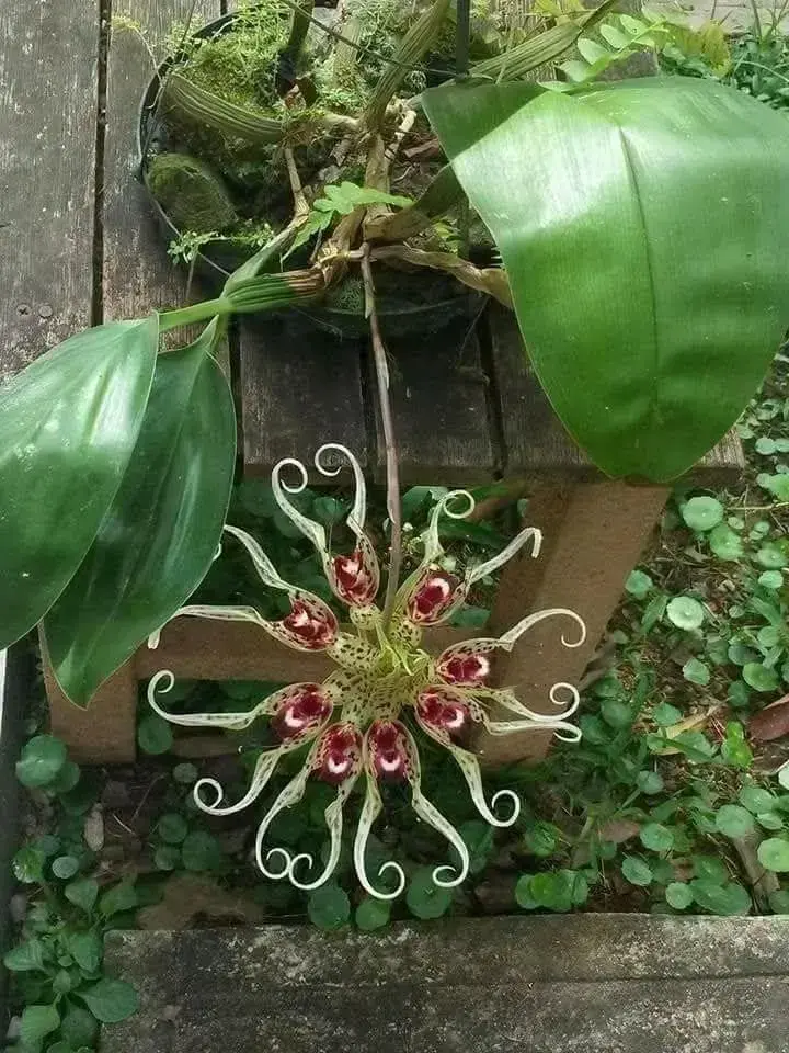 Neobvyklé orchideje, které vás překvapí vzhledem i vůní