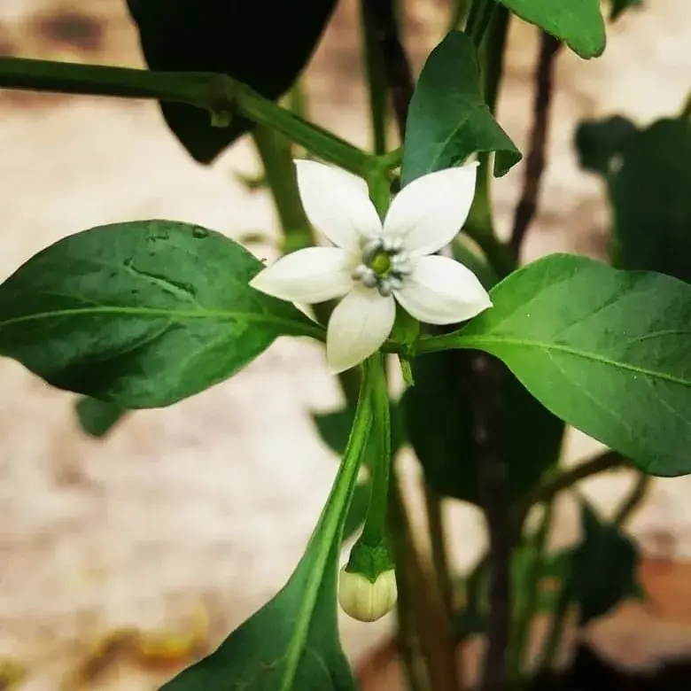 Chilli papričky