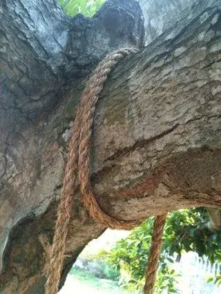 Provaz 