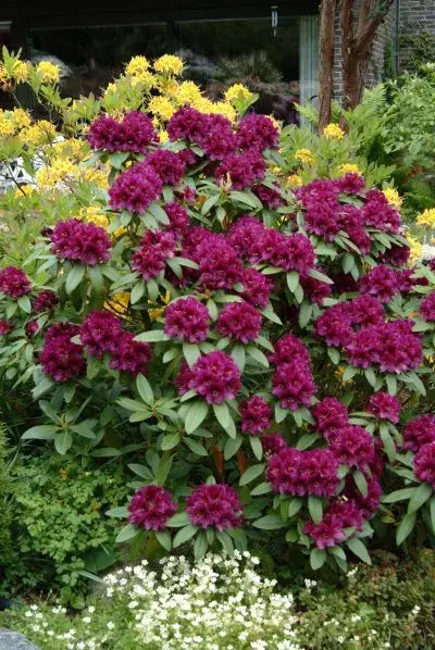 Rododendron 