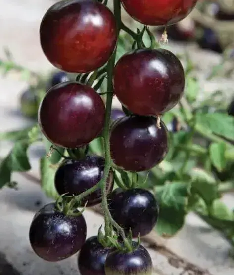 Černá rajčata