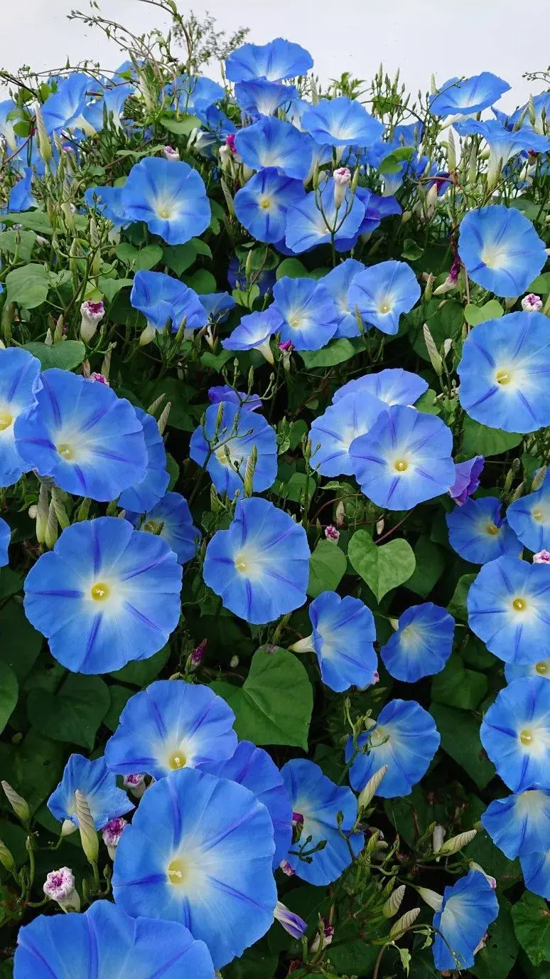 Petunie Sky Blue 
