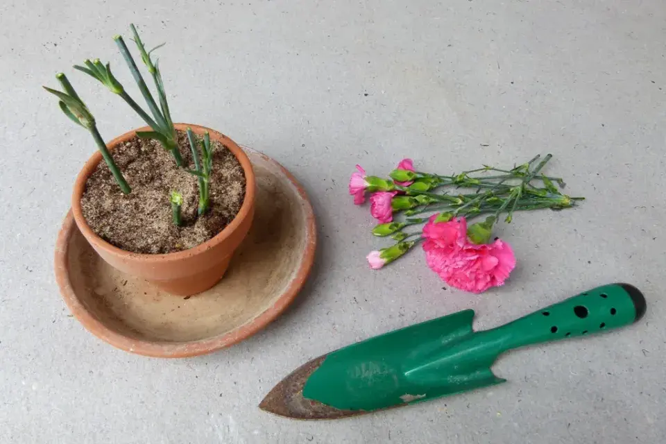 Karafiát (Dianthus)