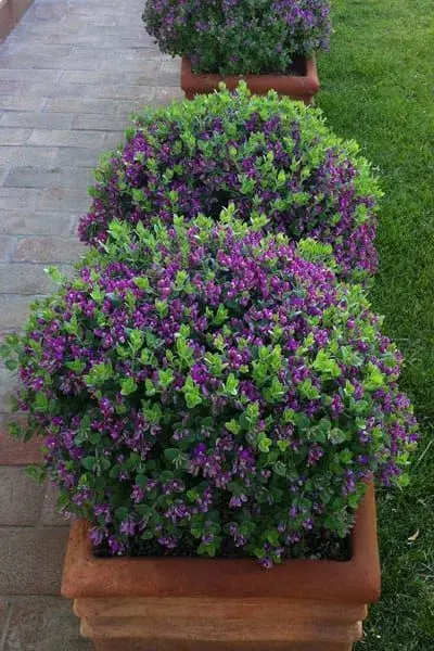 Myrtolistá polygala 