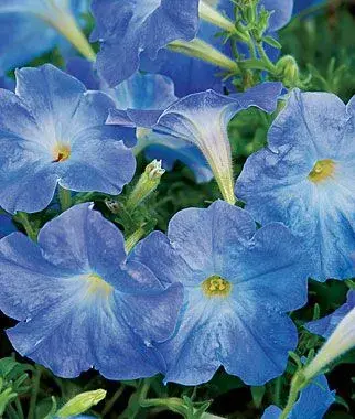 Petunie Sky Blue 