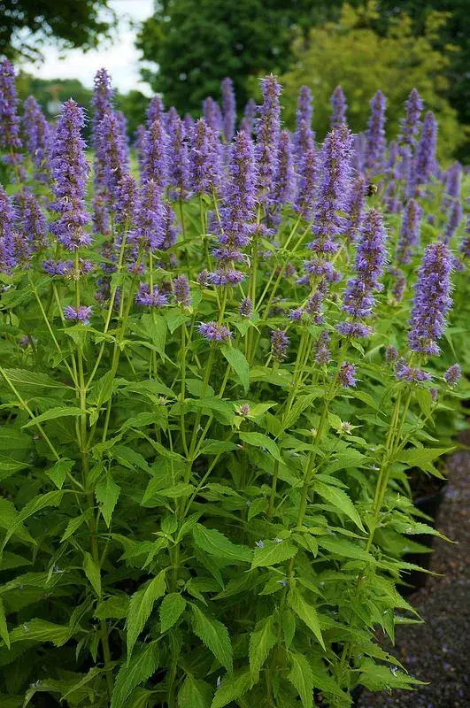 Agastache