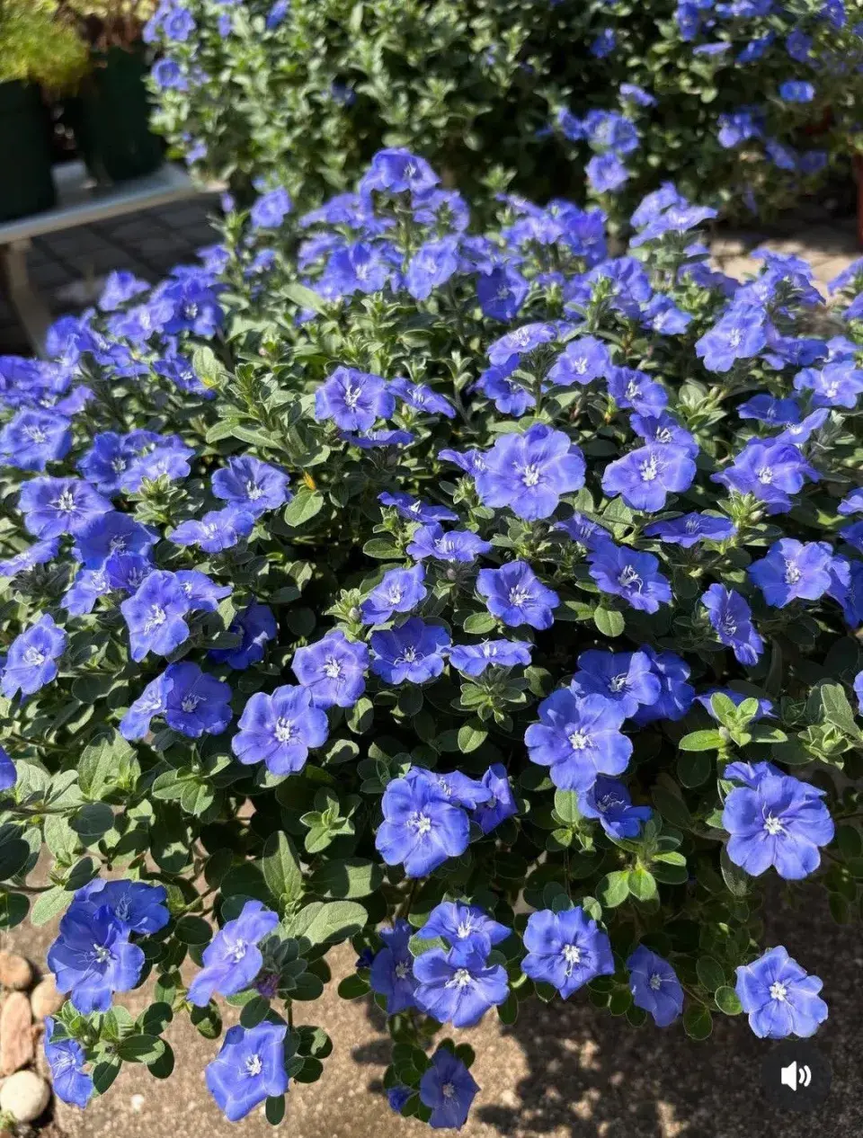 Calibrachoa 