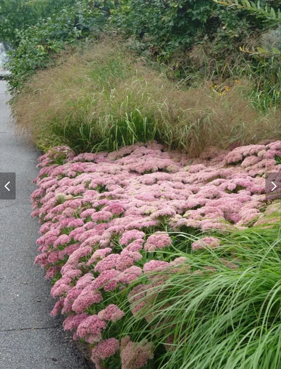 Sedum