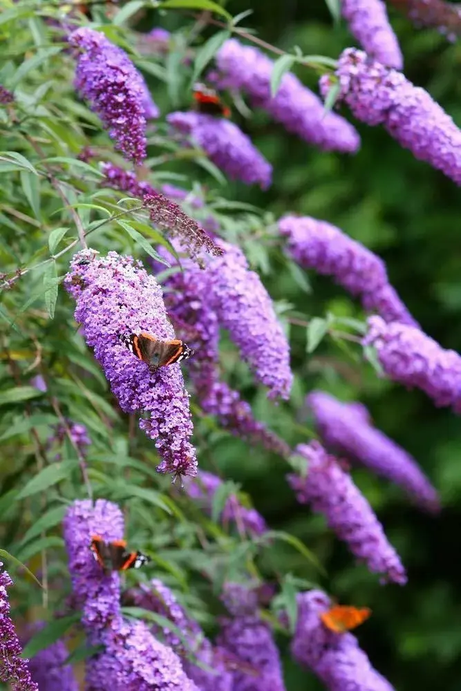 Buddleja