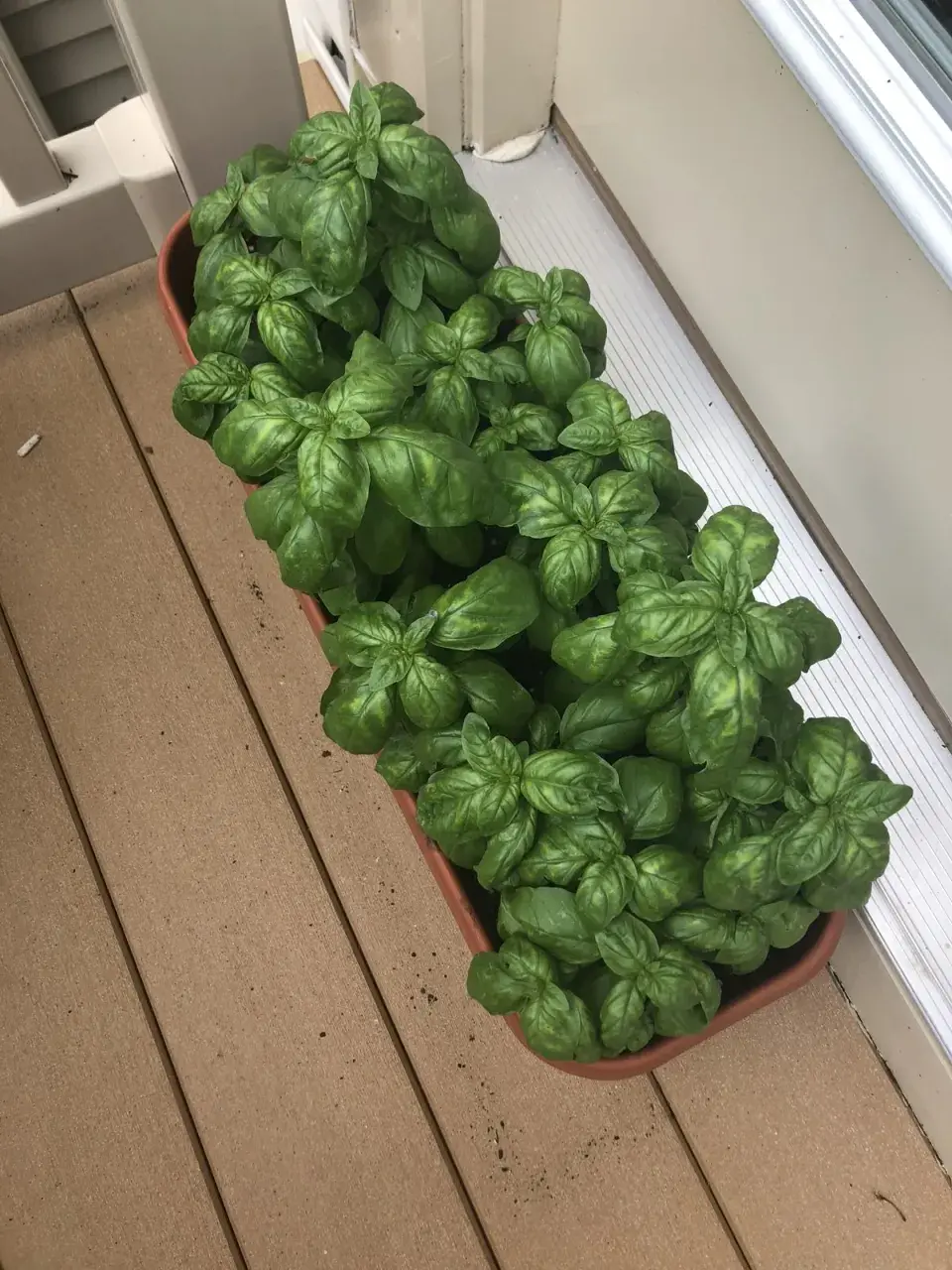 Bazalka
