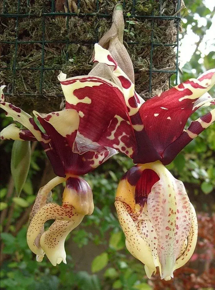 Neobvyklé orchideje, které vás překvapí vzhledem i vůní