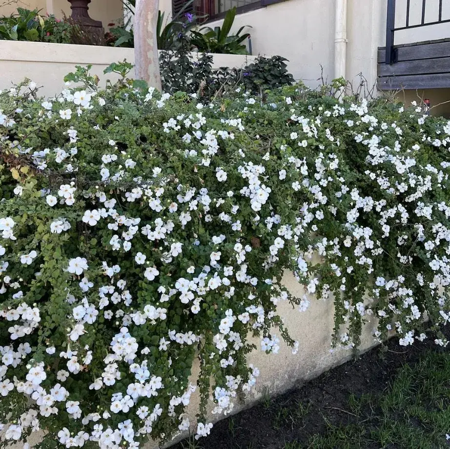 Bacopa