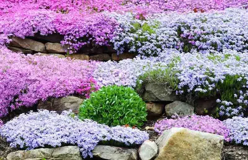 Phlox subulata 