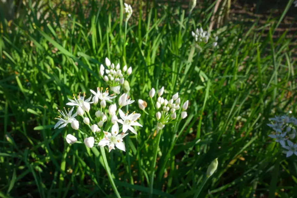 Česneková pažitka neboli pažitka čínská (Allium tuberosum)