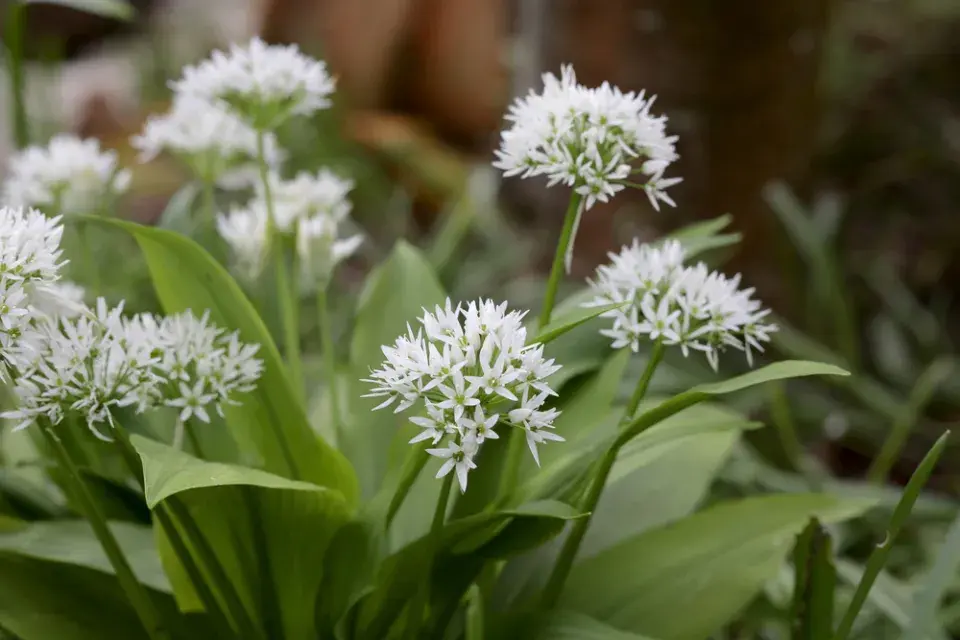 Medvědí česnek (Allium ursinum)
